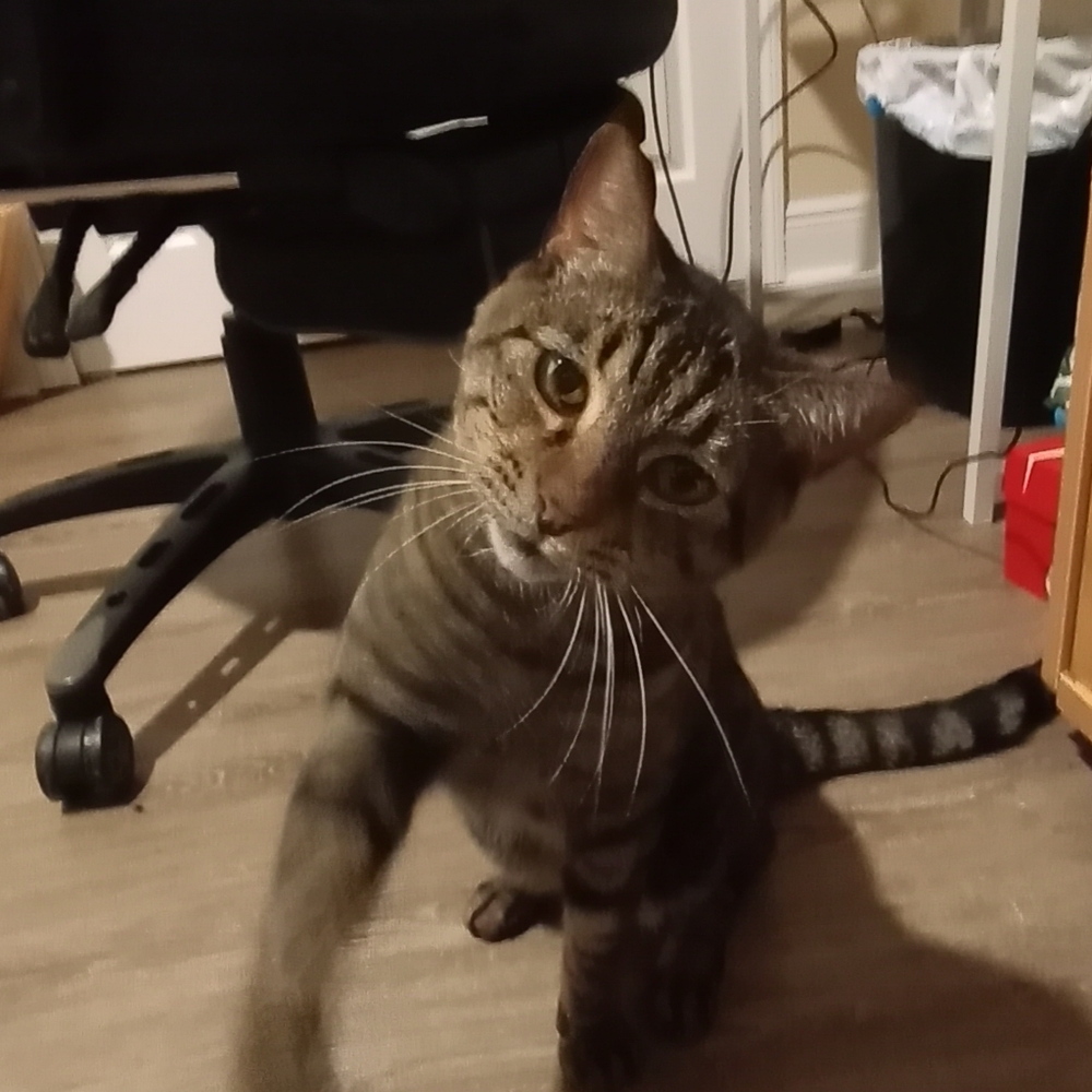 Meet your Posher, Tyler